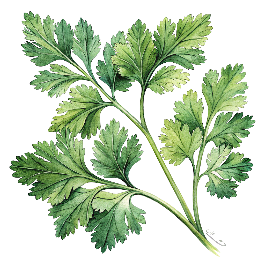 Cilantro